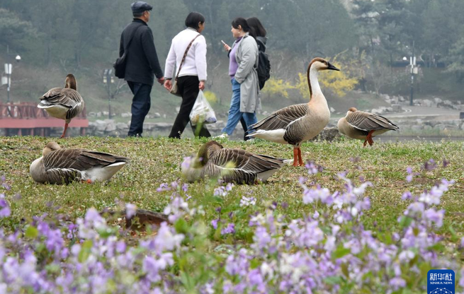 圆明园第三十一届踏青节开幕