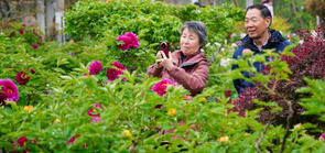 济南：牡丹盛开赏花热