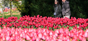 土耳其伊斯坦布尔：郁金香节