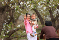 甘肃皋兰：梨花漫什川 花海醉游人