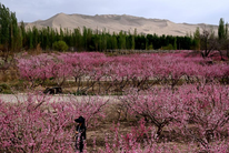 甘肃敦煌：鸣沙山下桃花俏
