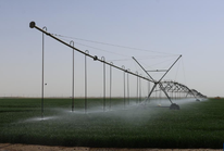 新疆昆玉：沙漠边缘麦苗青