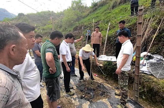 罗汉果基地里的履职