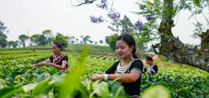 云南思茅：迎来春日采茶季