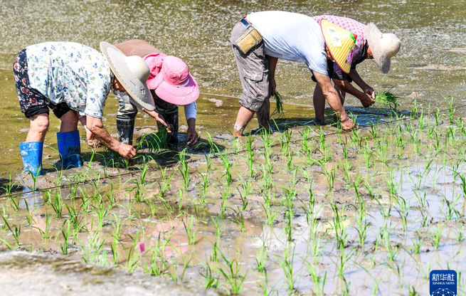 “巴渝粮仓”春日农耕美如画