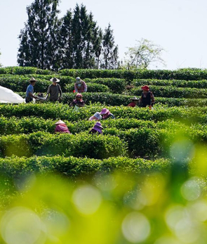 福建武夷山：岩茶开采