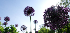 中-乌全球葱园塔什干中心繁花似锦