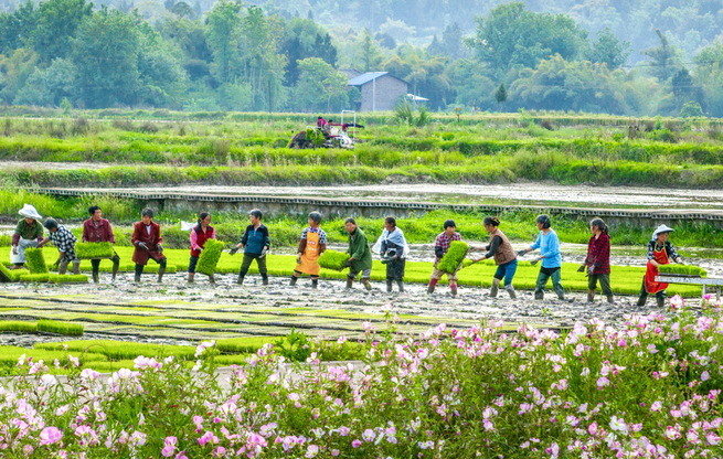 四川广安：春风赴谷雨 沃野绘耕图
