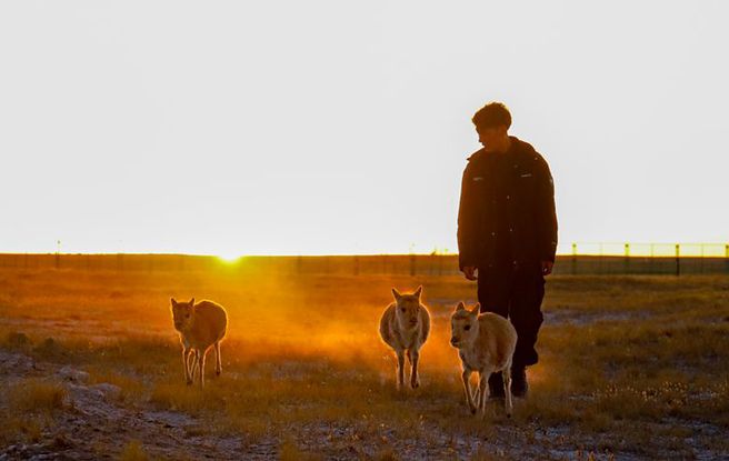 图片故事丨羌塘“无人区”深处的生态卫士