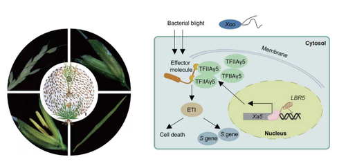 水稻长链非编码RNA多组学解析与功能验证研究概览