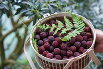 浙江慈溪：首批大棚杨梅开摘上市