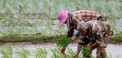 福建连江：早稻插秧正当时