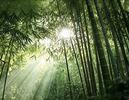一根竹丝连匠心 公益赋能共富路