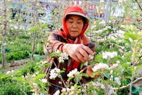 甘肃静宁：苹果花开农事忙