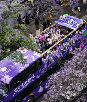 昆明：共赴紫色花海之约