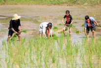 稻田里的劳动课