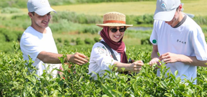 江苏句容：外国留学生体验茶文化