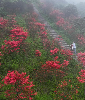 重庆武隆上千亩映山红盛放