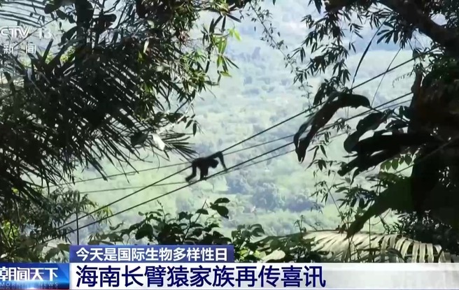 旗舰物种频添新丁 我国生态保护成效显著