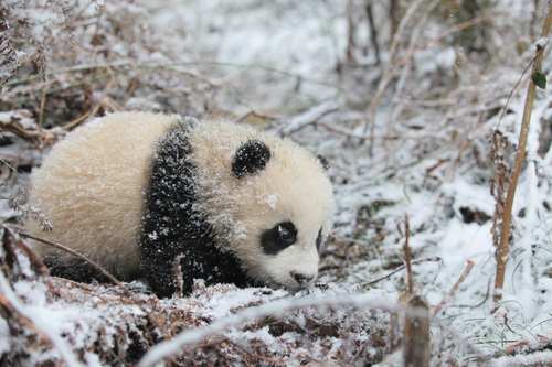 (美丽中国行)逐野向山林(分离图)大熊猫(10319146)-20260608162431