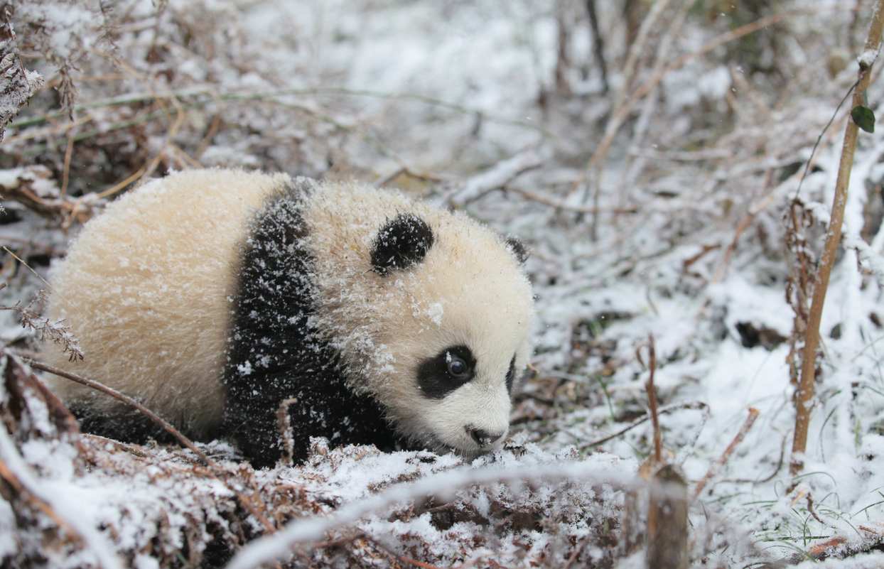 美丽中国行・探访大熊猫国家公园 | 归野向山林