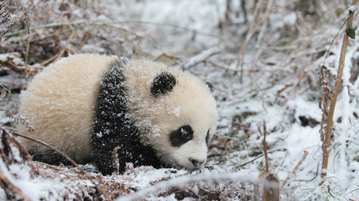 美丽中国行・探访大熊猫国家公园 | 归野向山林