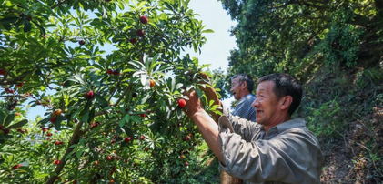 浙江慈溪：迎杨梅丰收季