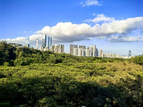 红树林和城市天际线交相辉映(10448865)-20260626093149