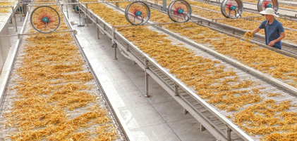 湖南衡阳：黄花菜飘香采收忙