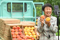北京平谷：大桃成熟采销忙