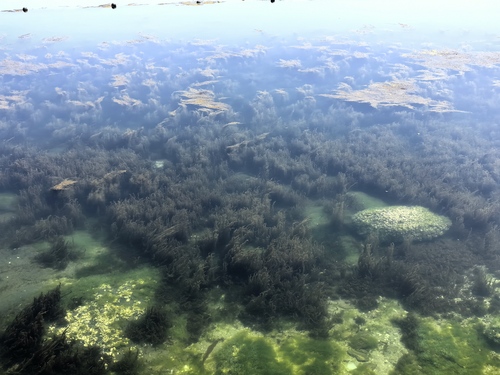 长岛的海藻场(10621285)-20260717095352 长岛的海藻场(10621285)-20260717095352