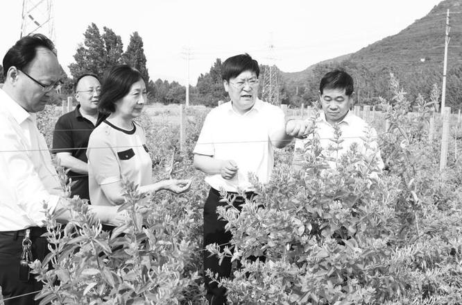 马头村金银花种植基地调研