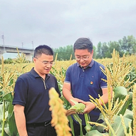 “智”耕沃野新农人