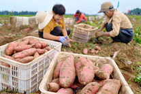 河北卢龙：鲜食甘薯收获忙