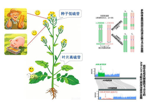 图注:甘蓝型油菜叶片高硫苷种子低硫苷新种质创制 图注:甘蓝型油菜叶片高硫苷种子低硫苷新种质创制