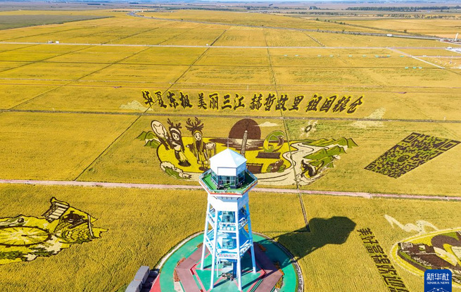黑土披金，“北大仓”铺展稻田好“丰”景