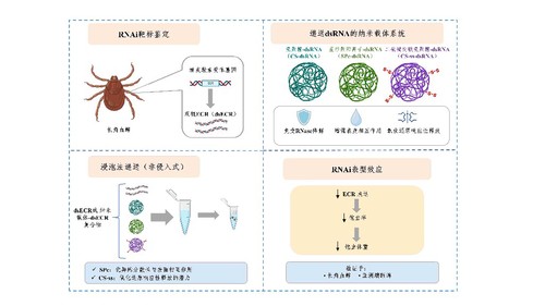 图片说明:纳米“药浴”杀蜱示意图 图片说明:纳米“药浴”杀蜱示意图
