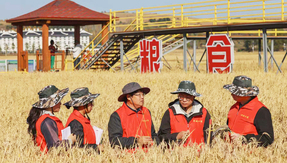 为米“称重” 