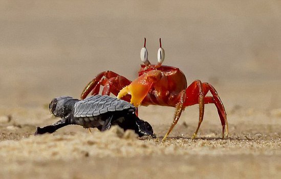 沙蟹欺负小海龟。