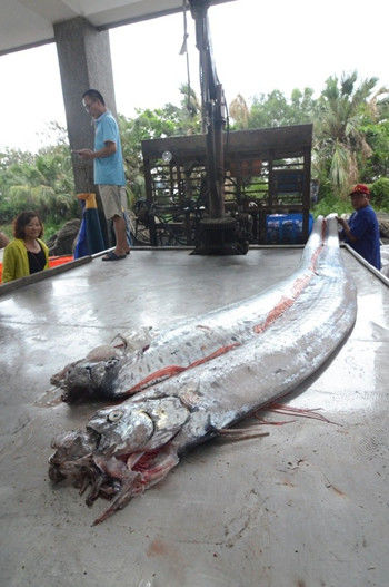 台湾地震频传 两条逾四米长地震鱼被捕获（图）