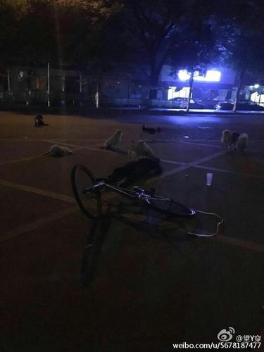 据了解，这位老奶奶是捡废品为生，收养了七八只流浪狗，现在这些流浪狗都不舍得走。
