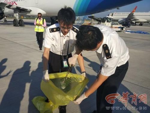 西安一航班上发现活体蛇 藏在毛毯袋中