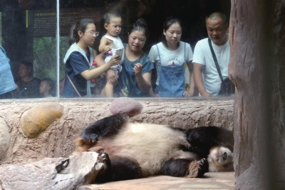 动物园防暑:动物们每天吃掉900斤西瓜